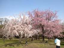 日本的櫻花之旅